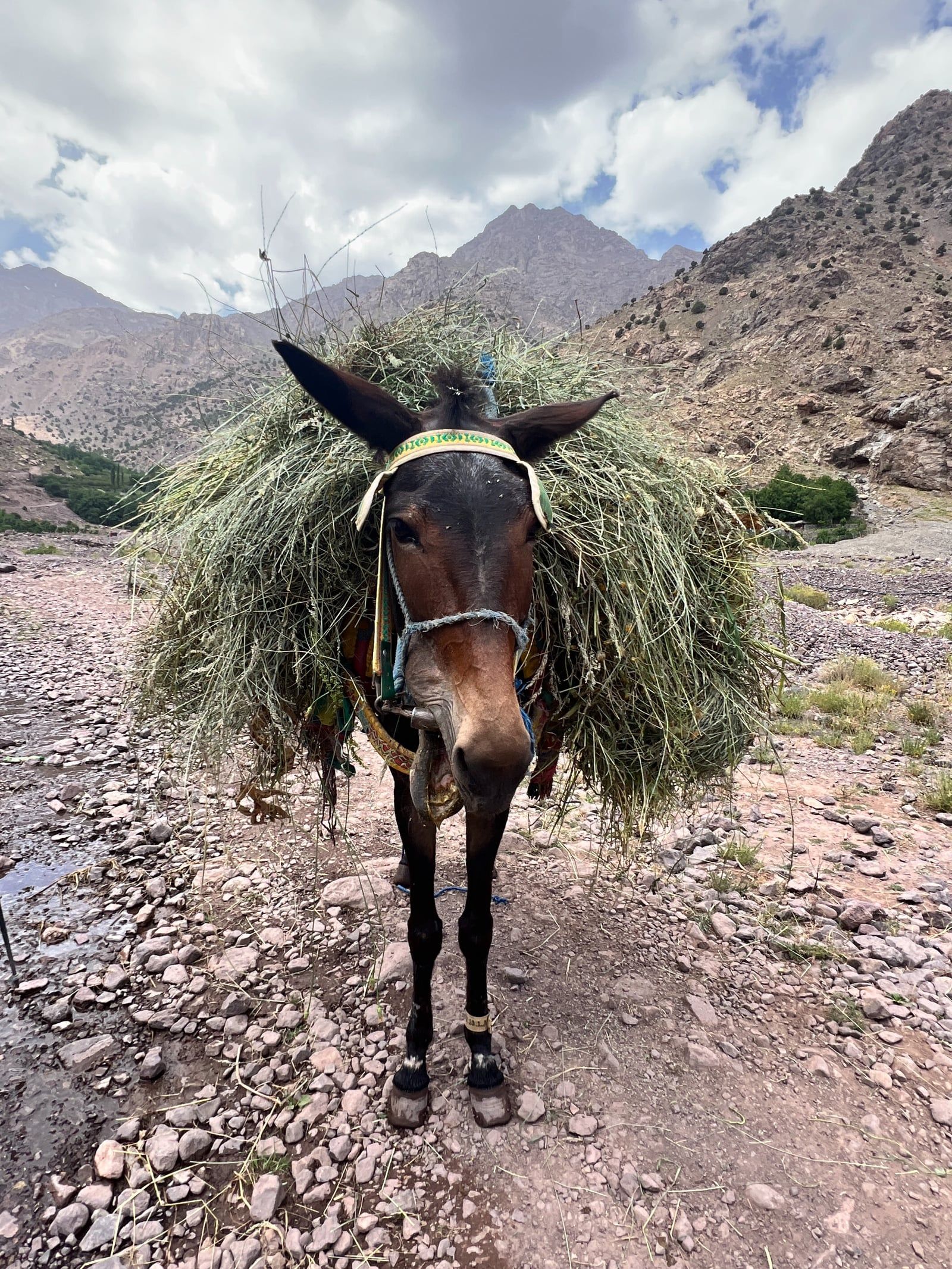 Mount Toubkal tour visitor photo